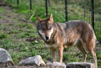 /album/fotogalerie-zoo-dvorec-u-borovan-park-exotickych-zvirat/zoo-dvorec-u-borovan2-jpg/